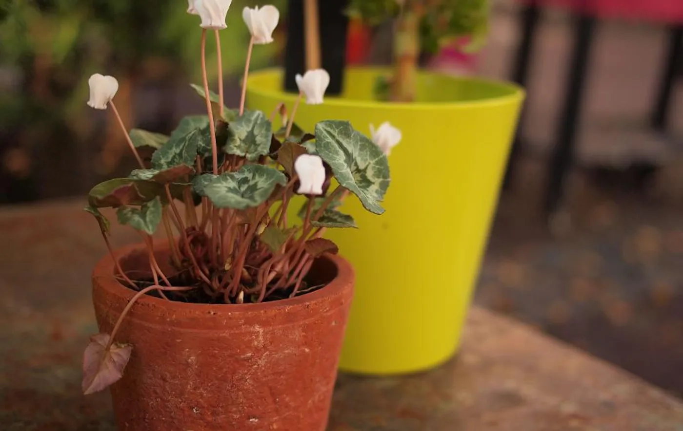 Hari Terracotta Planter