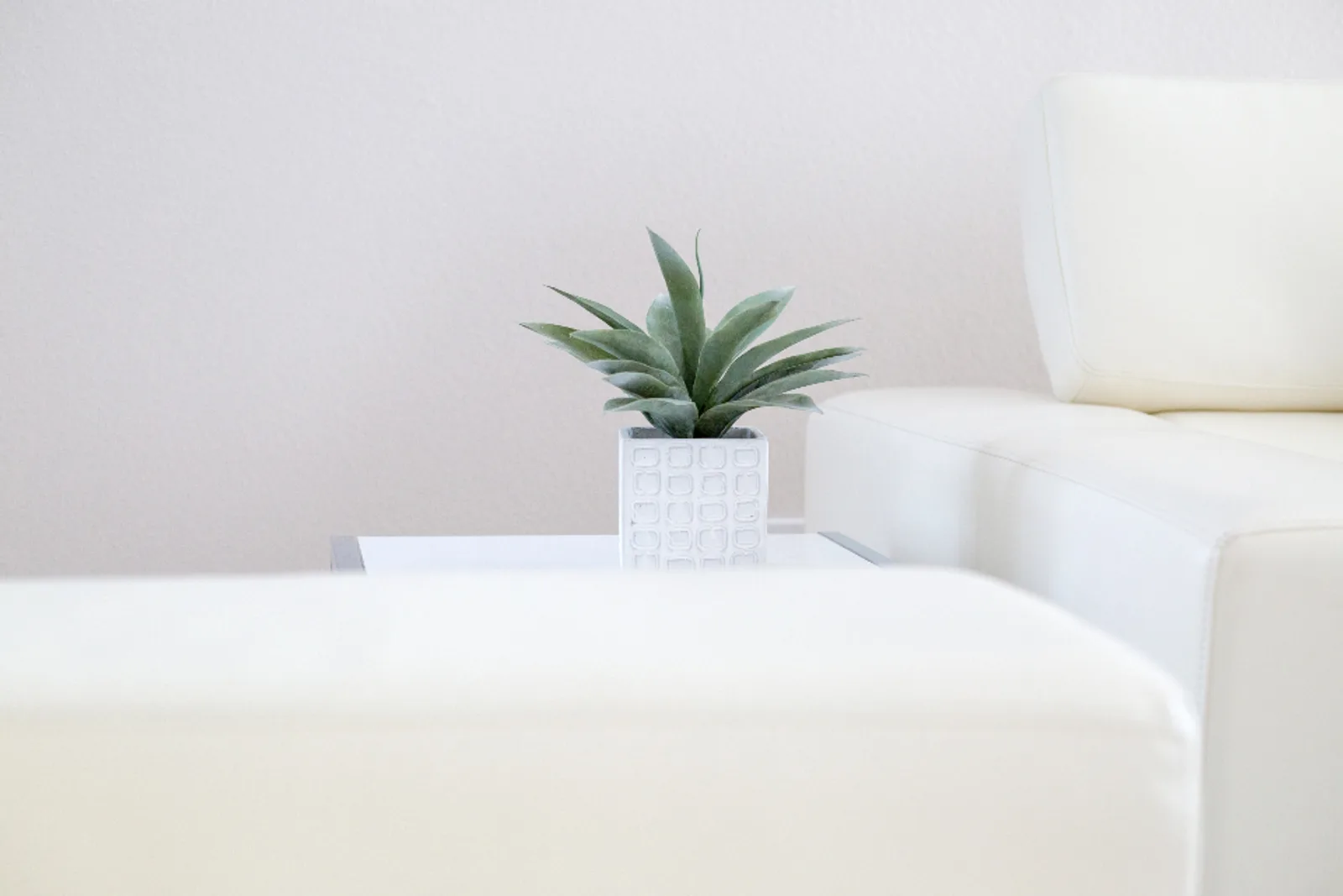 Plants in pots